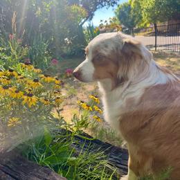 Maple - Toy Australian Shepherd
