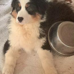 TAYLOR - Black tri-color male Australian Shepherd puppy in Elk Creek, Missouri from Hearts on Fire Australian Shepherds