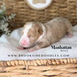 Manhattan - Red male Bernedoodle puppy in Murrieta, California from Brookside Bernedoodles