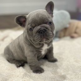 Girl 2 - Blue French Bulldog puppy in California from Ingram Ranch Frenchies