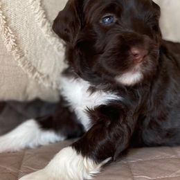 Portuguese Water Dogs from Amada Portuguese Water Dogs