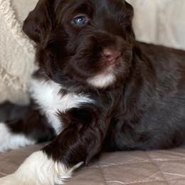 Portuguese Water Dogs from Amada Portuguese Water Dogs