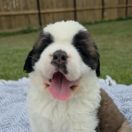 Griffon - Mahogany and white male Saint Bernard puppy in Brandon, South Dakota from Split Rock Saints