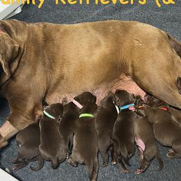 Labrador Retrievers from Simpson Family retrievers and Rattes