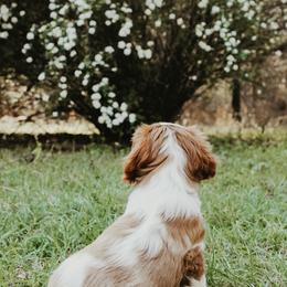 Cavalier King Charles Spaniel Puppies from Cavalier & Co.