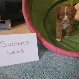 Susan's Lead - Red gold female Nova Scotia Duck Tolling Retriever puppy in Austin Tx, Texas from Hearts and Paws
