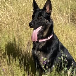 Inca - German Shepherd