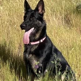 Inca - German Shepherd
