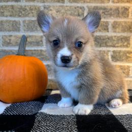 Blue collar male - Red male Pembroke Welsh Corgi puppy in Mcarthur, Ohio from Bentley Corgis LLC