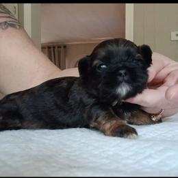 Olivia - Silver gold and white female Shih Tzu puppy in Brodnax, Virginia from K.B's