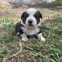 Cardigan Welsh Corgi Puppies from Corgi Gardens