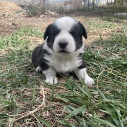 Cardigan Welsh Corgi Puppies from Corgi Gardens