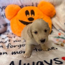 Maggie Mae - Cream female Dachshund puppy in Tacoma, Washington from Tiny Dancer Dachshunds