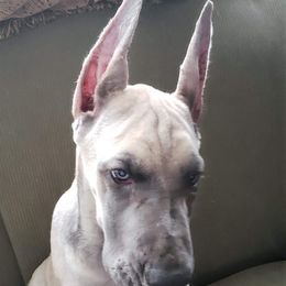 Great Dane Puppies from Timeless Danes