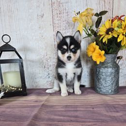 Reese - Black and white male Pomsky puppy in Arthur, Illinois from Peace Road Puppies
