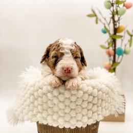 Colorado - Chocolate merle male Bernedoodle puppy in Hudson, Indiana from TurkeyCreek-K9
