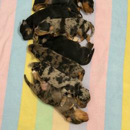 Australian Mountain Doodle puppies from Signature Doodles