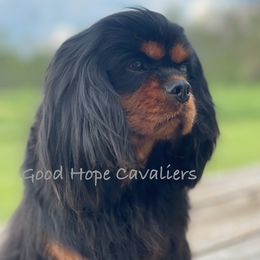 Jocelyn - Cavalier King Charles Spaniel