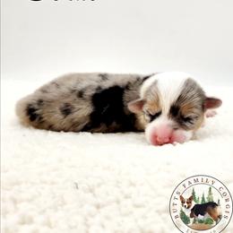 Coral - Blue merle and white female American Corgi puppy in Cameron, North Carolina from Butts Family Corgis