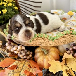 Pugsley Addams - Chocolate and cream male Dachshund puppy in Middleton, Idaho from Doodle Doxie