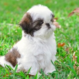 Shih Tzu Puppies from Tian Mi Shih Tzu
