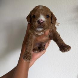 Champ - Apricot male Goldendoodle puppy in Stockton, California from Family Doodles