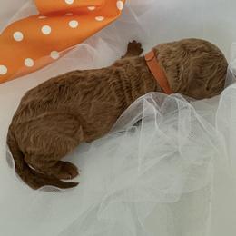 Rocky - Red  male Poodle puppy in Cape Coral, Florida from Ruby the poodle