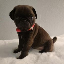 French Bulldogs and Pugs from SFLK
