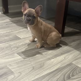 Sundae - Blue fawn male French Bulldog puppy in Spotsylvania, Virginia from Lakeview Frenchies