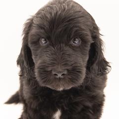 Gus Gus - Green Collar - Black male Labradoodle puppy in Lehi, Utah from Our Little Farm Life Doodles