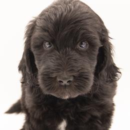 Gus Gus - Green Collar - Black male Labradoodle puppy in Lehi, Utah from Our Little Farm Life Doodles