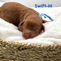 Swift-blue collar - Red  male Goldendoodle puppy in Lewisville, Texas from Zink Doodles