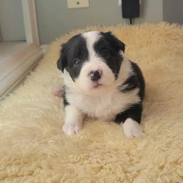 Lil Blue - Black and white female Border Collie puppy in Caledonia, Michigan from Magnolia Acres