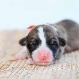 Wampus - Fawn male Pembroke Welsh Corgi puppy in Mona, Utah from Sorensen Corgis