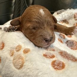 Abby Cadabby - Red female Cavapoo puppy in Liberty Hill, Texas from Cuddlebug Cavapoos of Austin