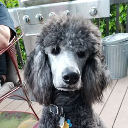 Poodle All Grown Up from Birch Creek Standard Poodles
