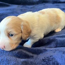 Dachshund puppies from Honey Bee Dachshunds