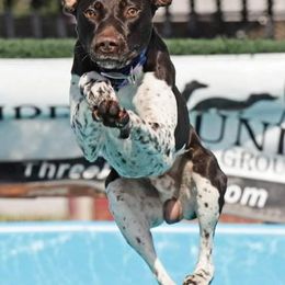 German Shepherds and German Shorthaired Pointers from Wicked Winds SS