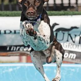 German Shepherds and German Shorthaired Pointers from Wicked Winds SS