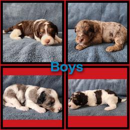 Bernedoodle, Goldendoodle, and Poodle Puppies from Beach Doodles