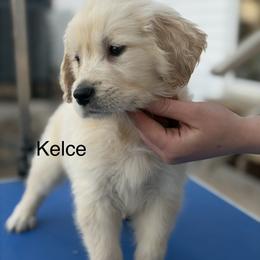 3rd pick on waitlist - Golden male Golden Retriever puppy in Clay Center, Nebraska from Storm Chasers- Golden Retrievers & Basset Hounds