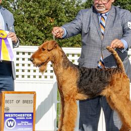 Airedale Terriers from Royal Aire Kennel