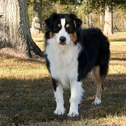 Sneezy - Black tri male Miniature American Shepherd puppy in Palacios, Texas from Coastal’s Miniature American Shepherds