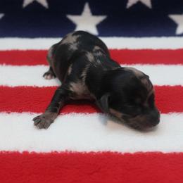 Justice - Blue merle male Aussiedoodle puppy in Knoxville, Tennessee from Legacy Farm