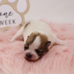 Petunia - Cream sable parti female Pomeranian puppy in Concord, California from Eelan’s Poms