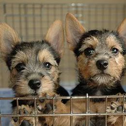 Norwich Terriers from Taliesin Norwich Terriers