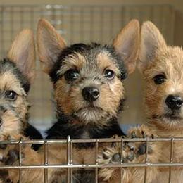 Norwich Terriers from Taliesin Norwich Terriers