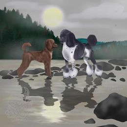 Poodle Puppies from Courey Spire