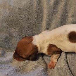 Dachshund Puppies from Weiner Warriors