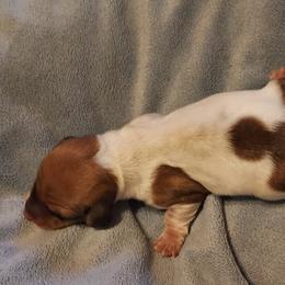 Dachshund Puppies from Weiner Warriors